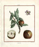 Duhamel du Monceau French Antique Fruit 1768 Apple Capendu - Panteek Antique Prints