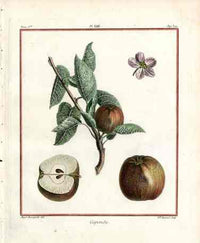 Duhamel du Monceau French Antique Fruit 1768 Apple Capendu - Panteek Antique Prints