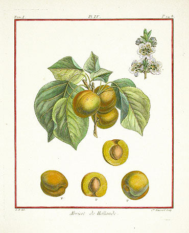 Duhamel du Monceau French Antique Fruit 1768 Apricot