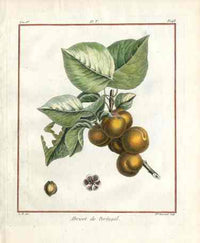 Duhamel du Monceau French Antique Fruit 1768 Apricot Portugal - Panteek Antique Prints