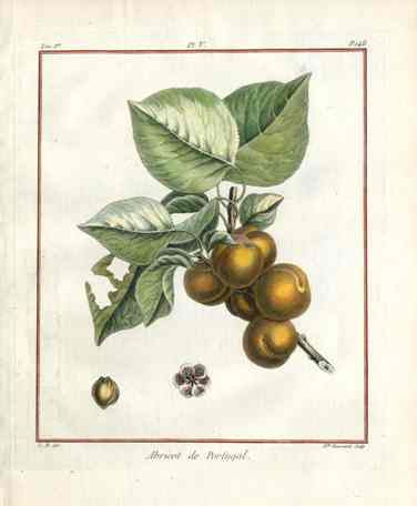 Duhamel du Monceau French Antique Fruit 1768 Apricot Portugal