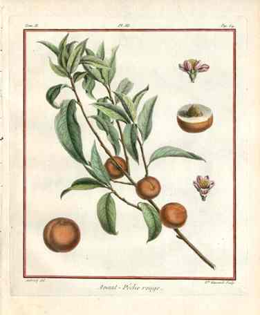 Duhamel du Monceau French Antique Fruit 1768 Avant Red Peach