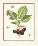 Duhamel du Monceau French Antique Fruit 1768 Cherry - Panteek Antique Prints