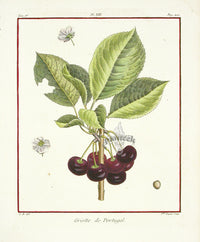 Duhamel du Monceau French Antique Fruit 1768 Cherry - Panteek Antique Prints
