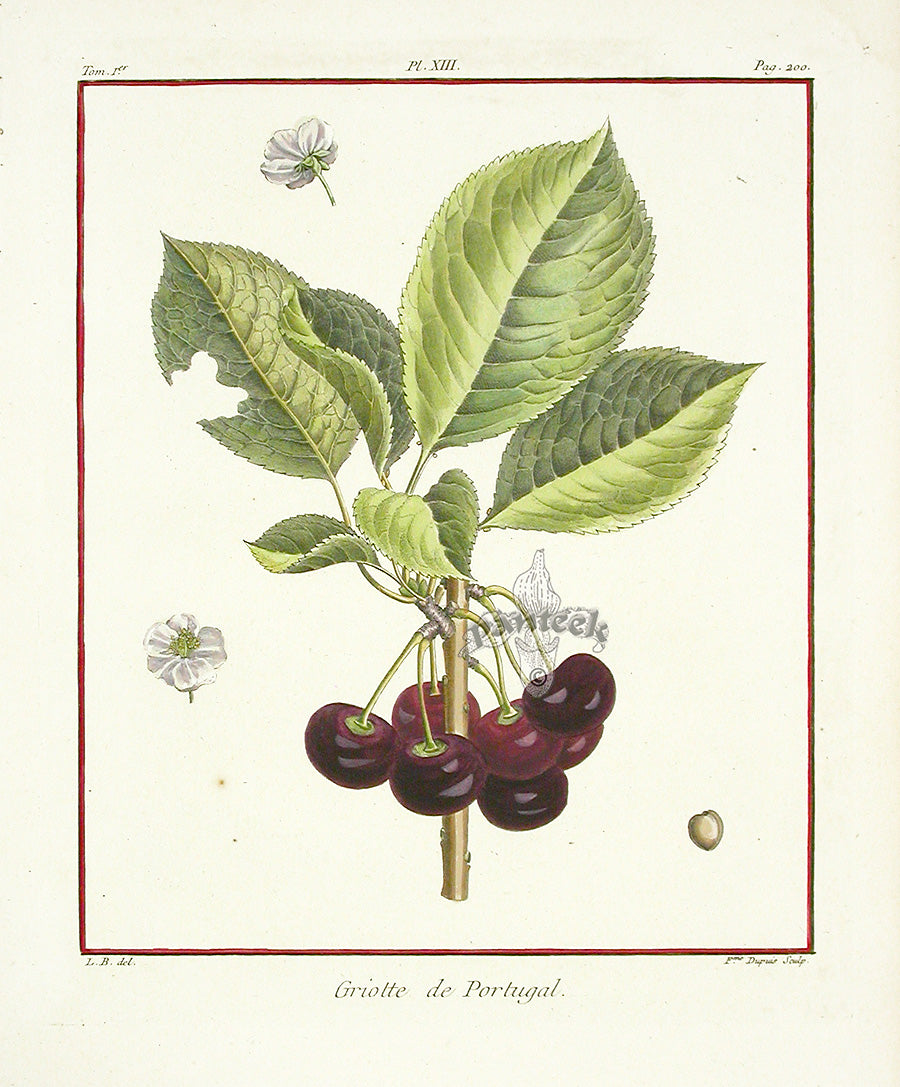 Duhamel du Monceau French Antique Fruit 1768 Cherry