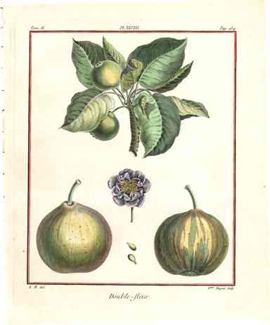 Duhamel du Monceau French Antique Fruit 1768 Crab Apple