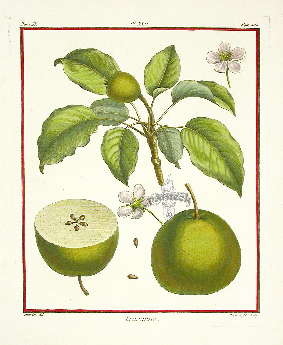 Duhamel du Monceau French Antique Fruit 1768 Crasanne Pear