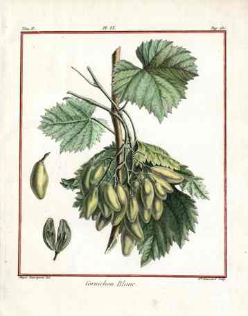 Duhamel du Monceau French Antique Fruit 1768 Gherkin Pickle