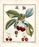 Duhamel du Monceau French Antique Fruit 1768 Guignes Cherry - Panteek Antique Prints