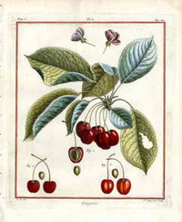 Duhamel du Monceau French Antique Fruit 1768 Guignes Cherry - Panteek Antique Prints