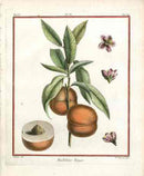 Duhamel du Monceau French Antique Fruit 1768 Madeleine Red Peach - Panteek Antique Prints