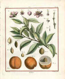 Duhamel du Monceau French Antique Fruit 1768 Peach - Panteek Antique Prints