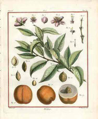 Duhamel du Monceau French Antique Fruit 1768 Peach - Panteek Antique Prints