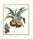 Duhamel du Monceau French Antique Fruit 1768 Peach & Flower - Panteek Antique Prints