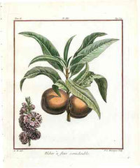 Duhamel du Monceau French Antique Fruit 1768 Peach & Flower - Panteek Antique Prints