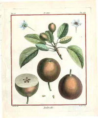 Duhamel du Monceau French Antique Fruit 1768 Pear - Panteek Antique Prints
