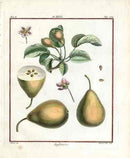 Duhamel du Monceau French Antique Fruit 1768 Pear Angleterre - Panteek Antique Prints