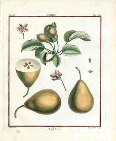 Duhamel du Monceau French Antique Fruit 1768 Pear Angleterre