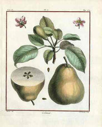 Duhamel du Monceau French Antique Fruit 1768 Pear Colmar - Panteek Antique Prints