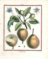 Duhamel du Monceau French Antique Fruit 1768 Pear Echassery - Panteek Antique Prints