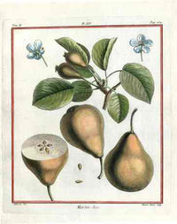 Duhamel du Monceau French Antique Fruit 1768 Pear Martin-Sec - Panteek Antique Prints