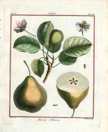 Duhamel du Monceau French Antique Fruit 1768 Pear Muscat