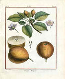 Duhamel du Monceau French Antique Fruit 1768 Pear Orange Tulipee - Panteek Antique Prints