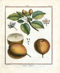 Duhamel du Monceau French Antique Fruit 1768 Pear Orange Tulipee - Panteek Antique Prints