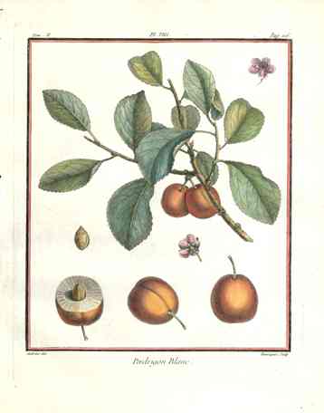 Duhamel du Monceau French Antique Fruit 1768 White Plum