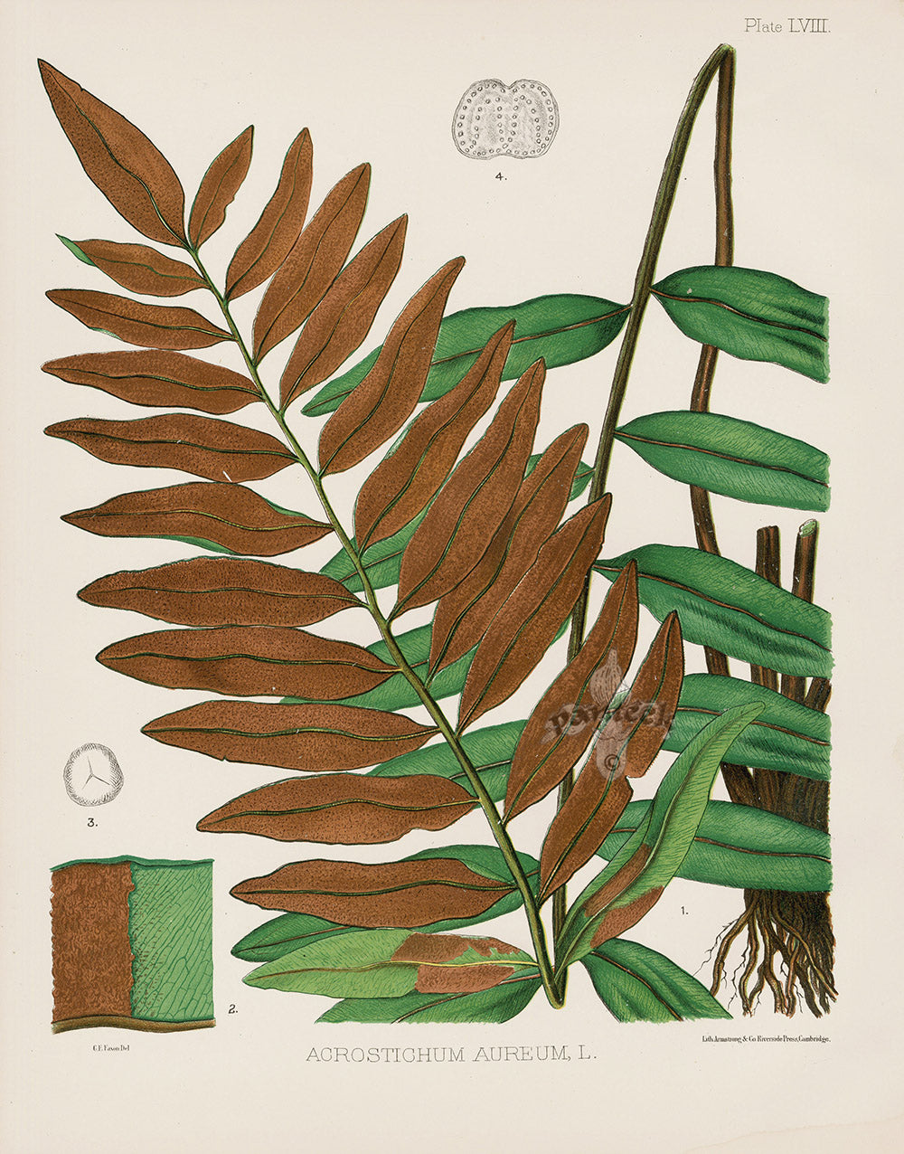 Eaton Antique Fern Prints 1880 Acrostichum Aureum