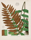 Eaton Antique Fern Prints 1880 Acrostichum Aureum - Panteek Antique Prints