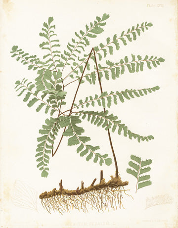 Eaton Antique Fern Prints 1880 Adiatum Pedatum
