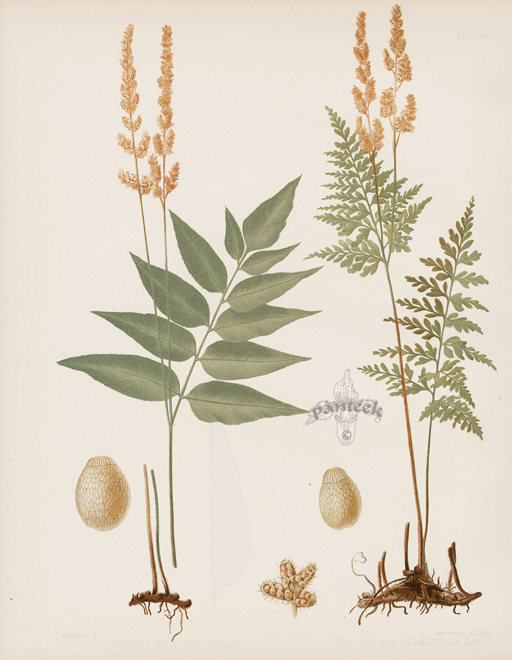 Eaton Antique Fern Prints 1880 Aneimia Mexicana