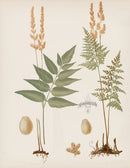Eaton Antique Fern Prints 1880 Aneimia Mexicana - Panteek Antique Prints