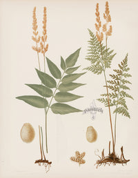 Eaton Antique Fern Prints 1880 Aneimia Mexicana - Panteek Antique Prints