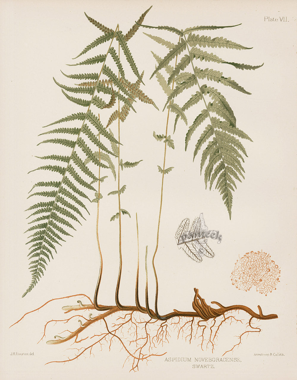Eaton Antique Fern Prints 1880 Aspidium Noveboracense