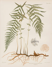 Eaton Antique Fern Prints 1880 Aspidium Noveboracense - Panteek Antique Prints