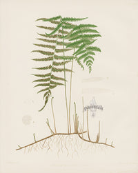 Eaton Antique Fern Prints 1880 Aspidium Thelypteris - Panteek Antique Prints
