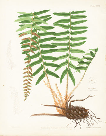 Eaton Antique Fern Prints 1880 Aspidum Acrostichoides