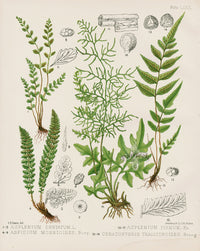 Eaton Antique Fern Prints 1880 Asplenium Dentatum - Panteek Antique Prints