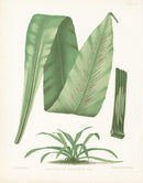 Eaton Antique Fern Prints 1880 Asplenium Serratum Patens - Panteek Antique Prints