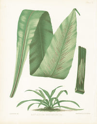 Eaton Antique Fern Prints 1880 Asplenium Serratum Patens - Panteek Antique Prints