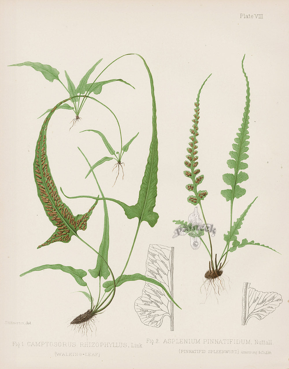 Eaton Antique Fern Prints 1880 Camptosorus Rhizophyllus