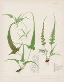 Eaton Antique Fern Prints 1880 Camptosorus Rhizophyllus - Panteek Antique Prints