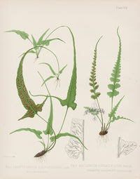 Eaton Antique Fern Prints 1880 Camptosorus Rhizophyllus - Panteek Antique Prints