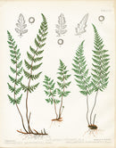 Eaton Antique Fern Prints 1880 Cheilanthes - Panteek Antique Prints