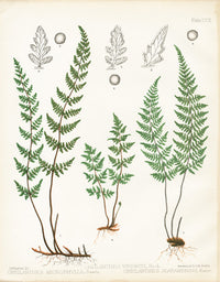 Eaton Antique Fern Prints 1880 Cheilanthes - Panteek Antique Prints