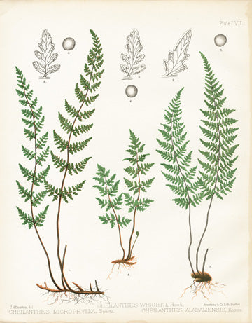 Eaton Antique Fern Prints 1880 Cheilanthes
