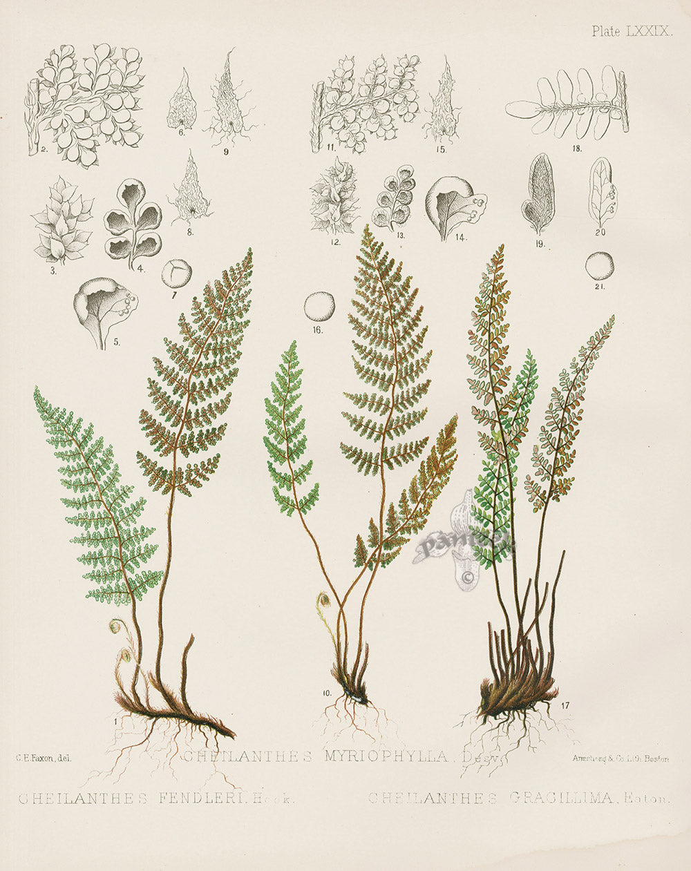 Eaton Antique Fern Prints 1880 Cheilanthes Fendleri