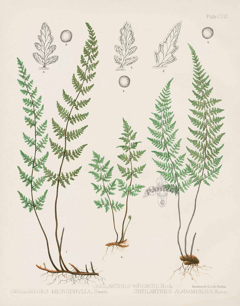 Eaton Antique Fern Prints 1880 Cheilanthes Wrightii